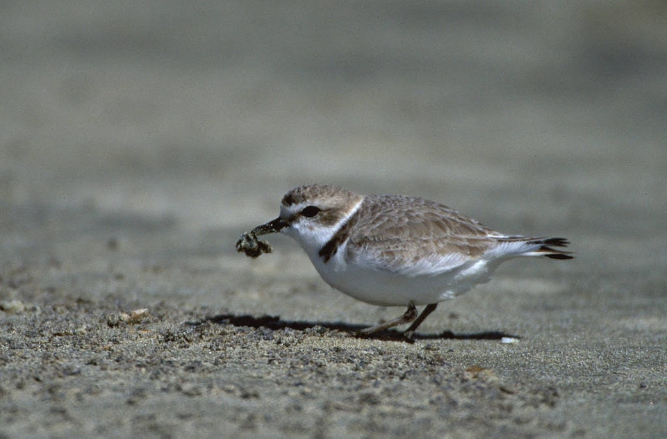 Western Snowy Plover Adult Feeding photo