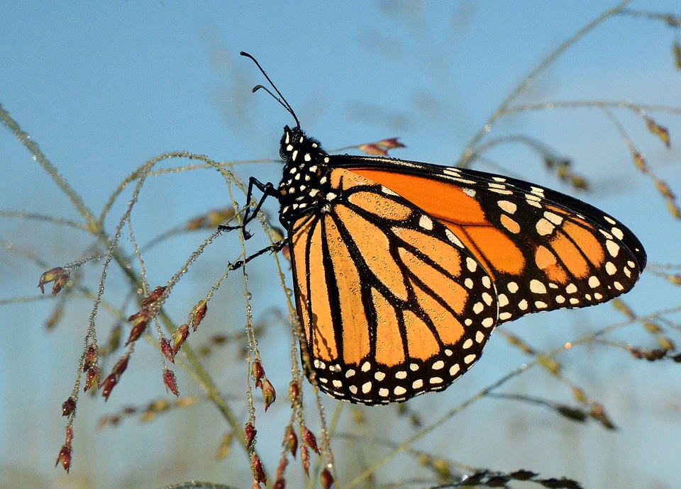 Monarch butterfly on Switchgrass