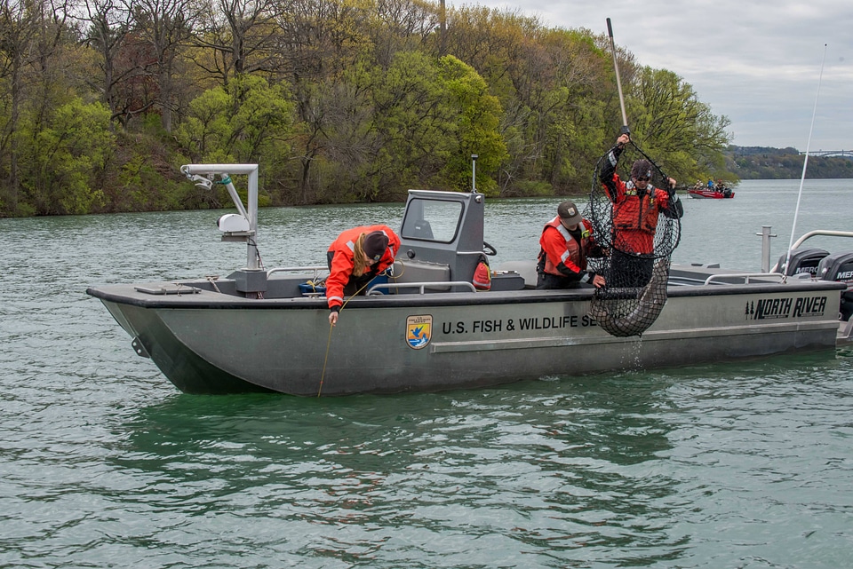 USFWS Fisheries crew in boat capturing lake sturgeon-1