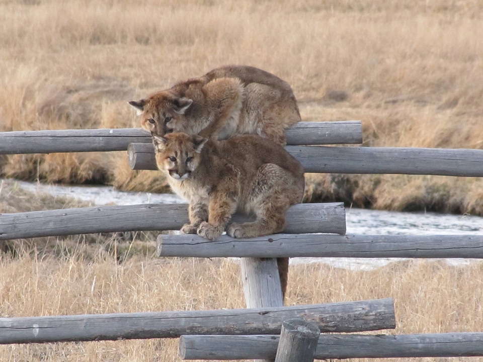 Juvenille Mountain lions-3
