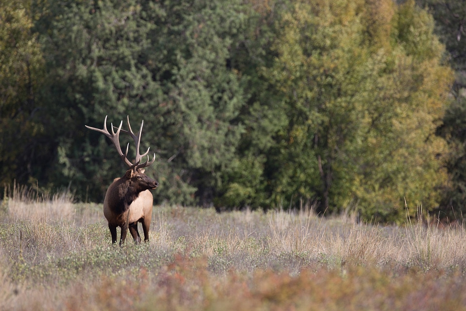 Bull Elk looks over shoulder