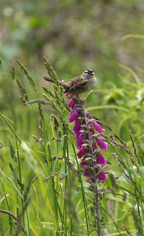 White-crowned Sparrow on flower