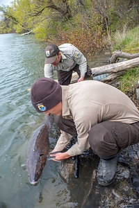 USFWS Fisheries workers prepare to release Lake sturgeon-2
