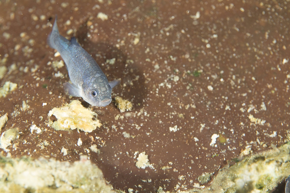 Captive Devils Hole pupfish-2