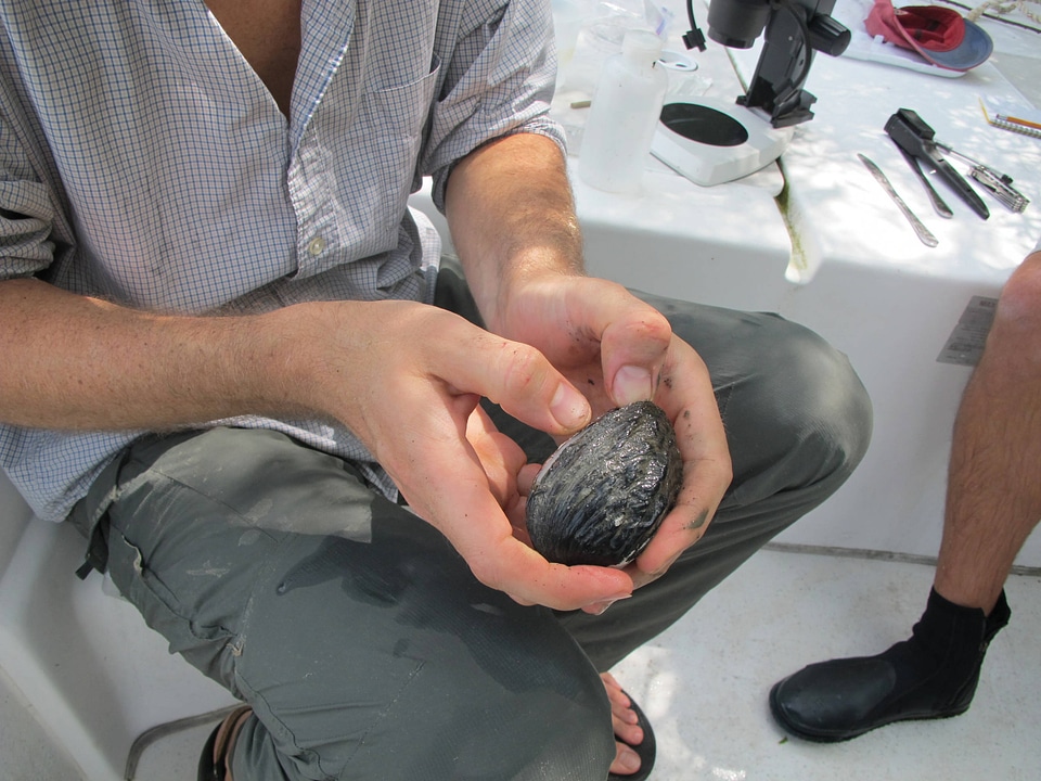 Freshwater mussels-1