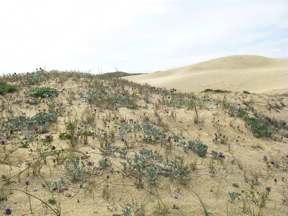 Hillside view of Tideström's lupine with monardella