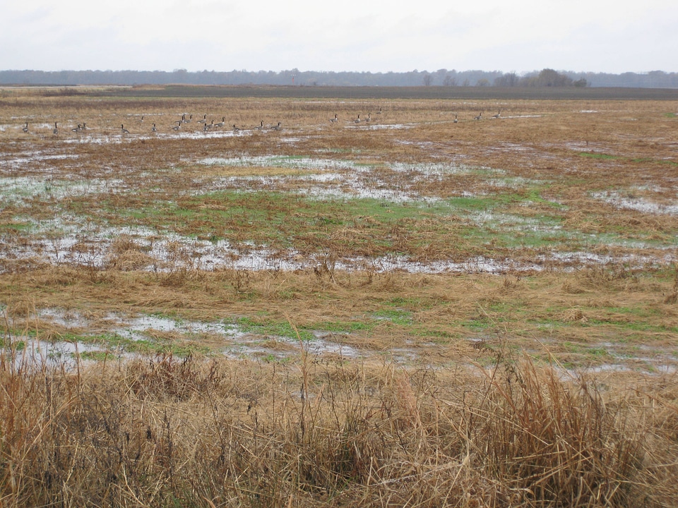 Bottomland hardwood resoration site