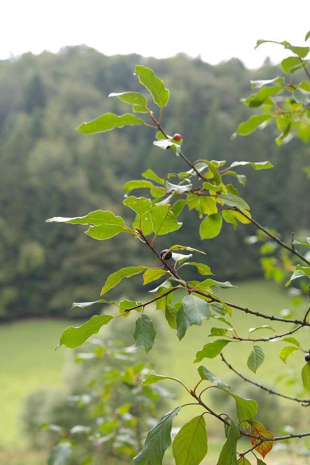 Rhamnus frangula frangula alnus rhamnus frangula l