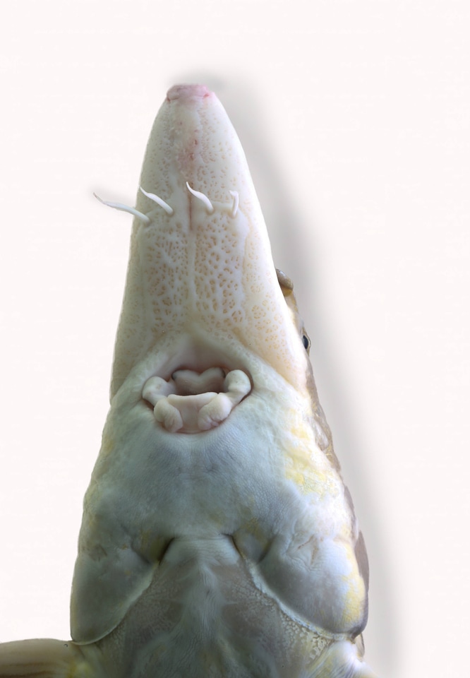 Atlantic Sturgeon-1