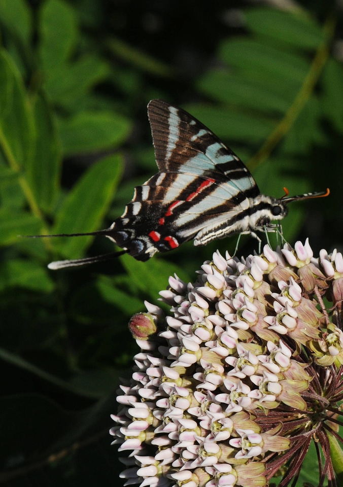 Zebra Swallowtail 2