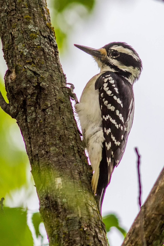 Hairy Woodpecker-1