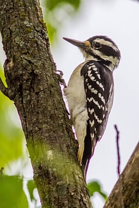 Hairy Woodpecker-1