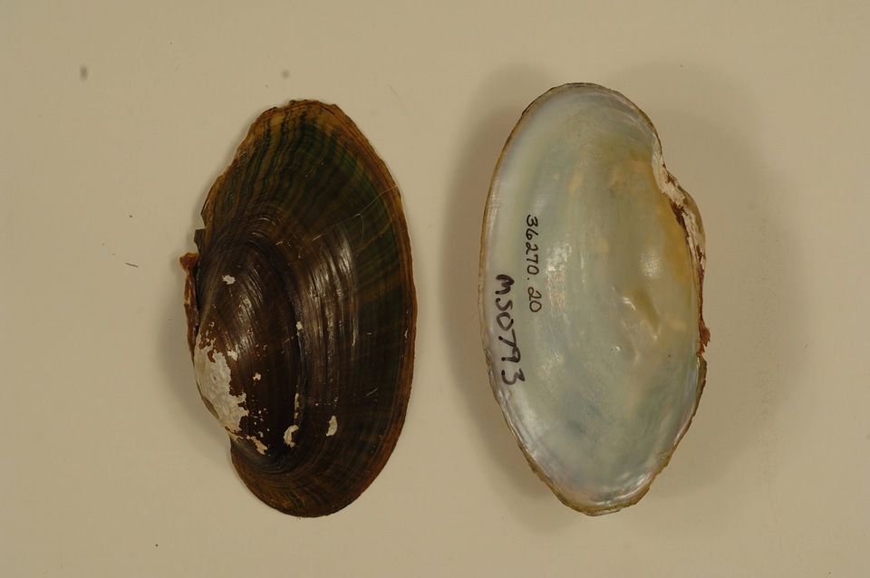 Anodontoides radiatus