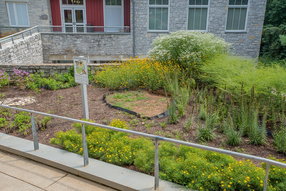 Monarch Waystation Garden-1