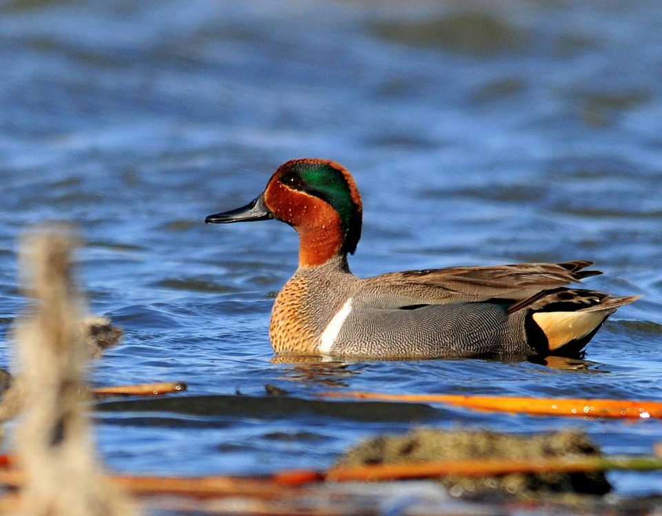 Green-winged Teal-1