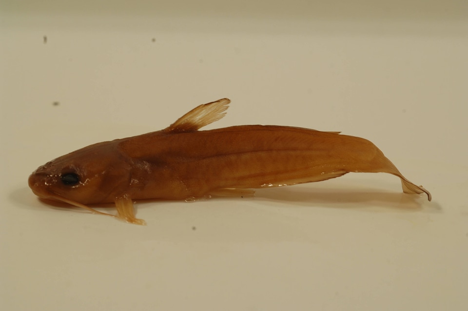 Ameiurus platycephalus-1