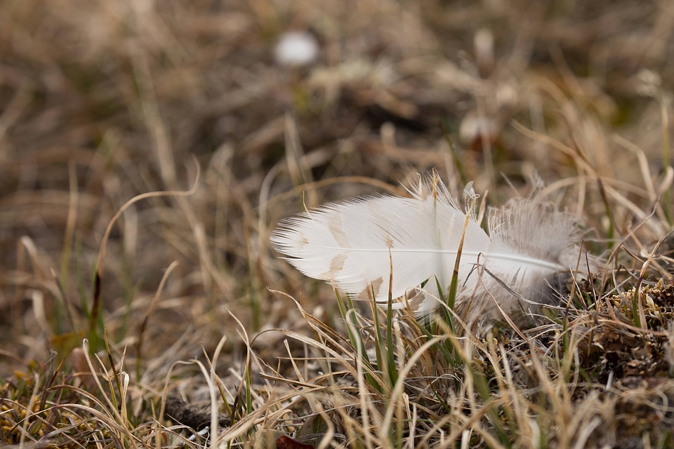 Feather of a snowy owl