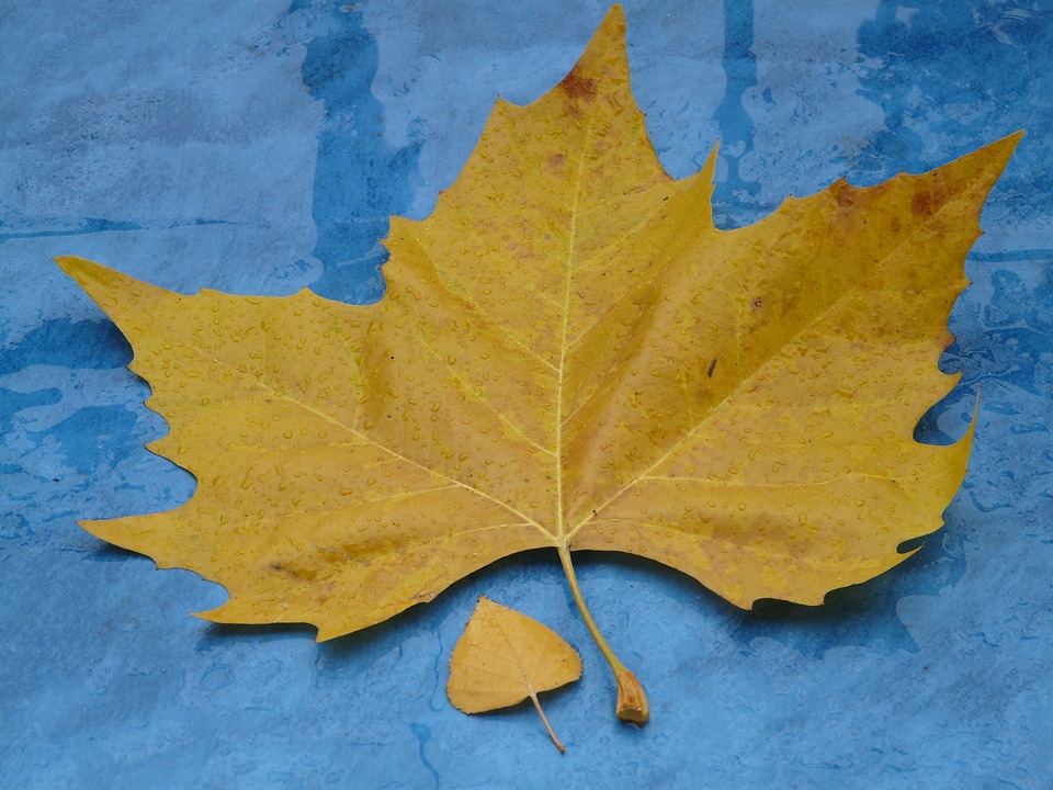 Fall foliage maple leaf yellow