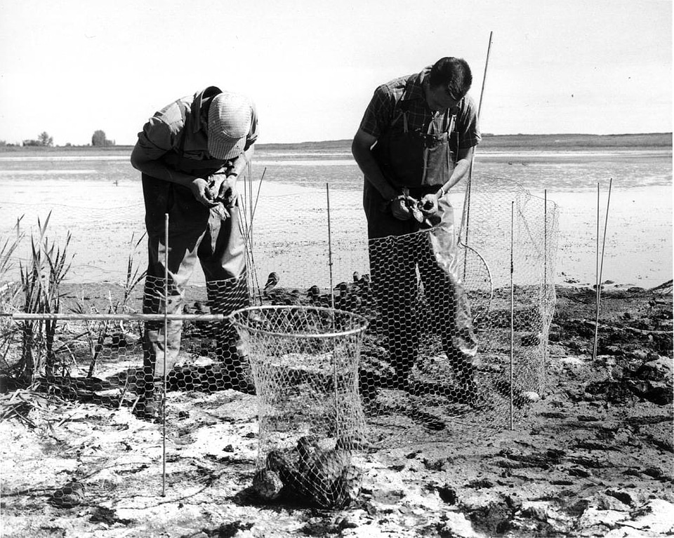 Historical Waterfowl Survey-2