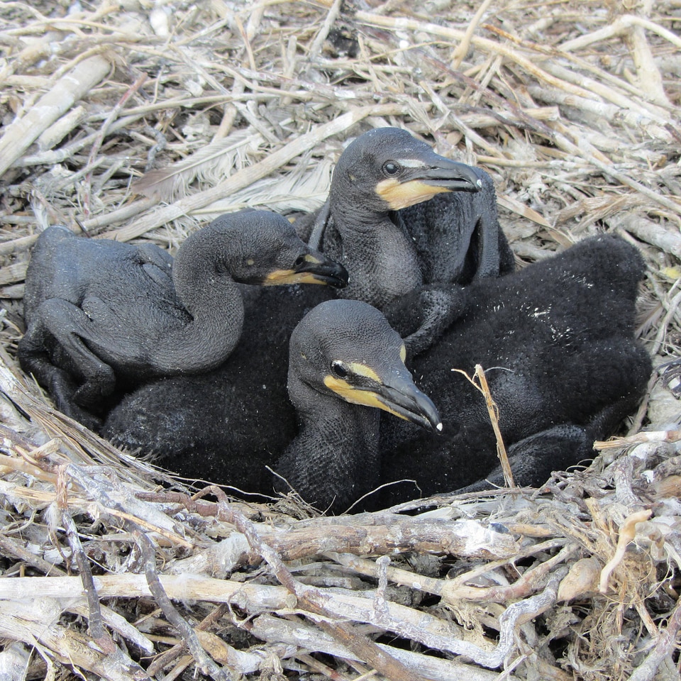 Double-crested Cormorant chicks