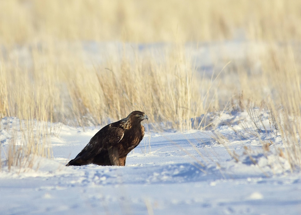 Golden Eagle at Seedskadee National Wildlife Refuge
