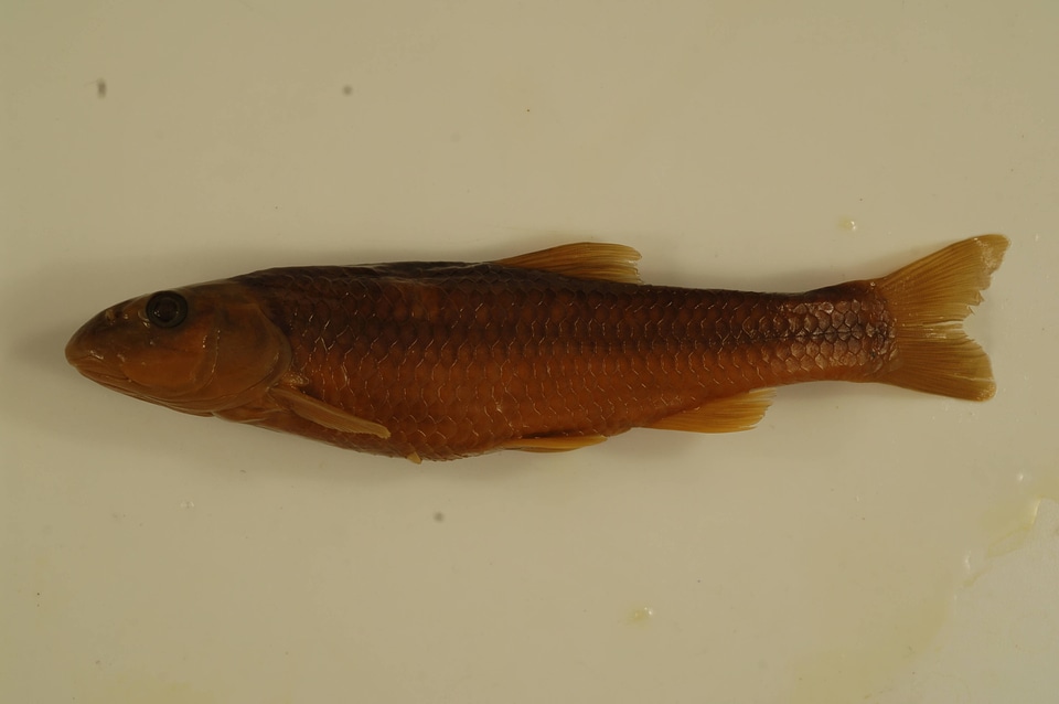Nocomis micropogon-2