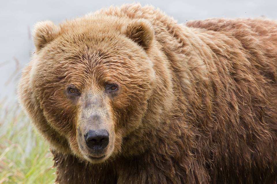 Kodiak Brown bear sow
