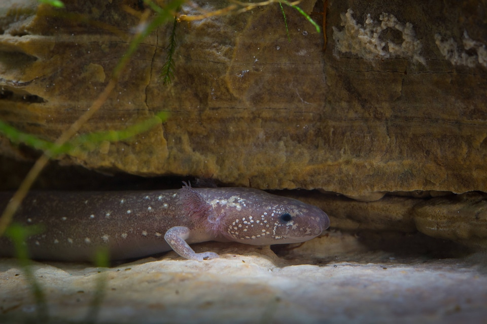 Barton Springs Salamander-3