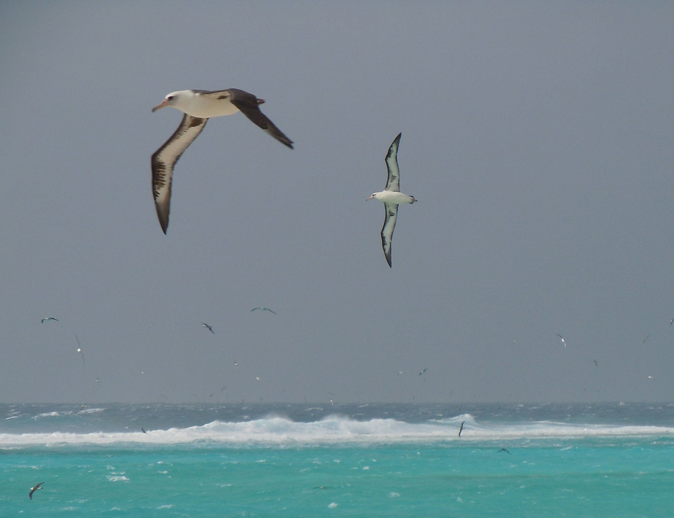 Laysan Albatross in flight