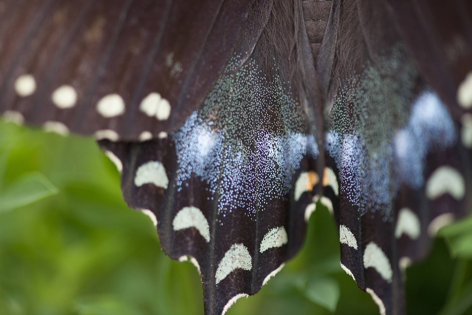 Spicebush Swallowtail-1