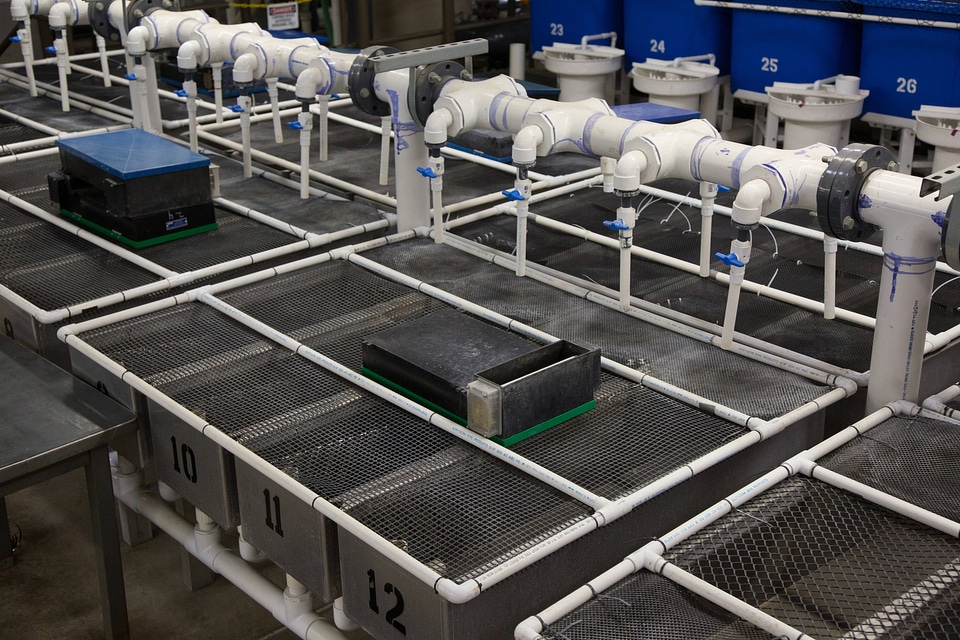 Fish hatchery tanks and automatic feeder-1