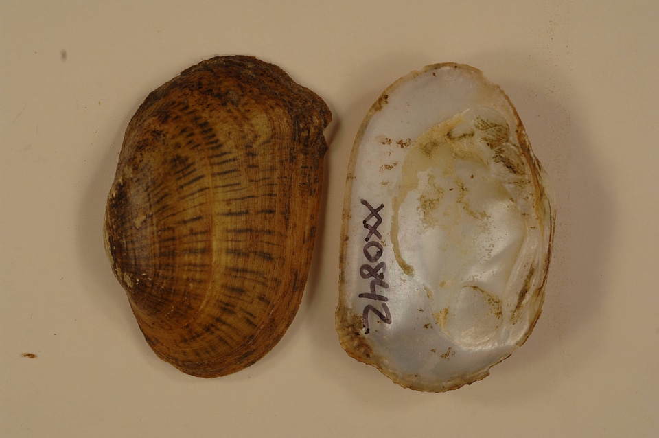 Epioblasma brevidens-5