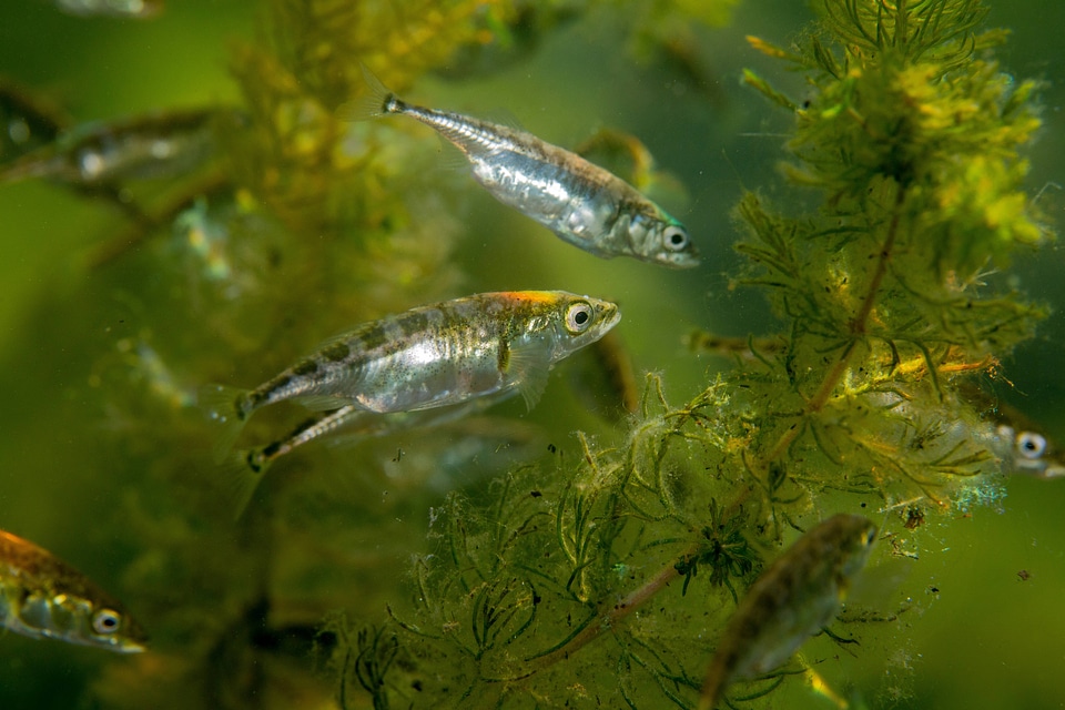 Threespine stickleback-7