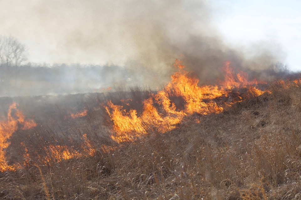 Burning field-1