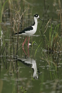 Black-necked Stilt wading in the water photo
