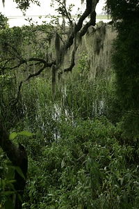 Maritime forest on Bull's Island
