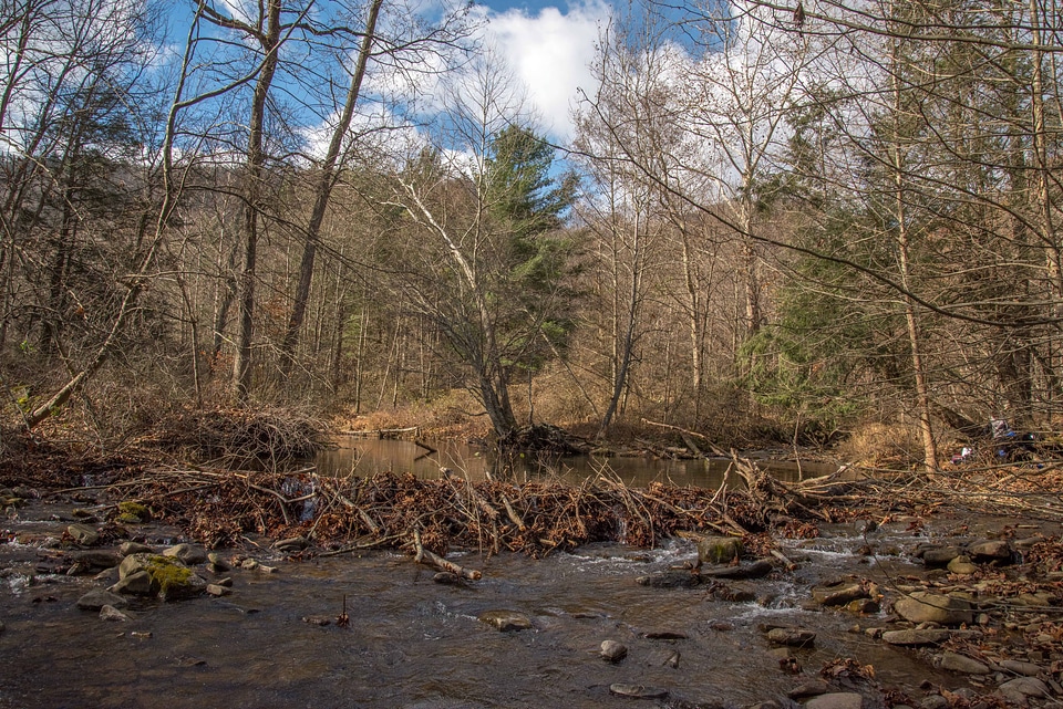 Seneca Creek with beaver dam