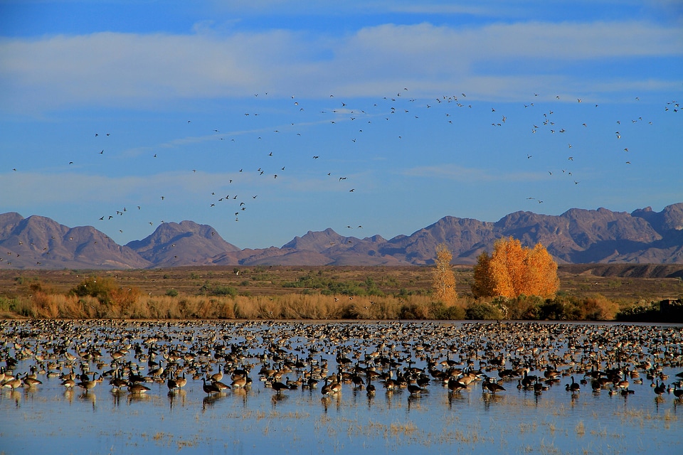 Cibola National Wildlife Refuge-1