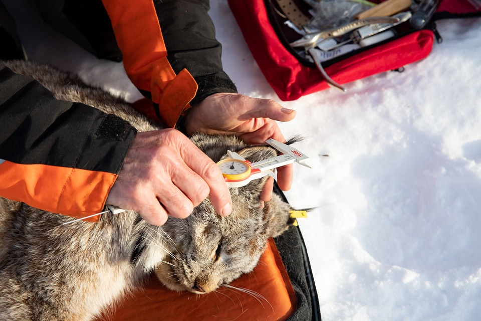 Measuring the ears of a sedated lynx