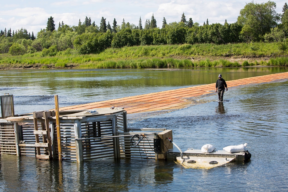 Biologist inspects fish weir-2