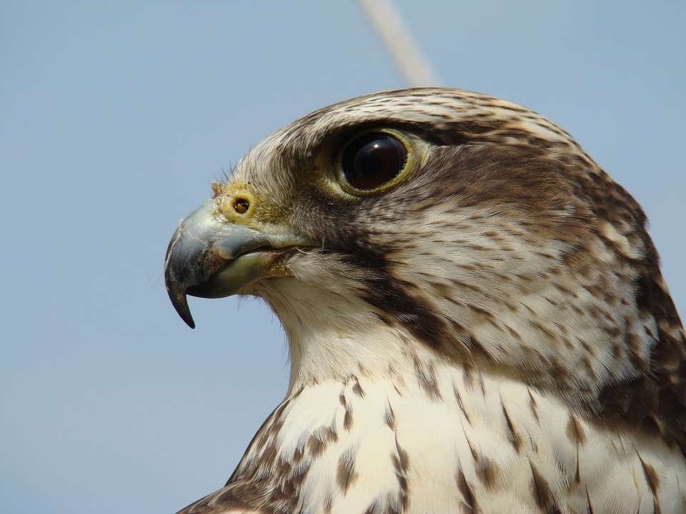 Raptor bird of prey animal