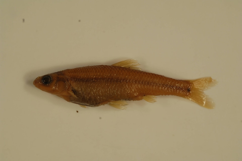 Pimephales notatus-1