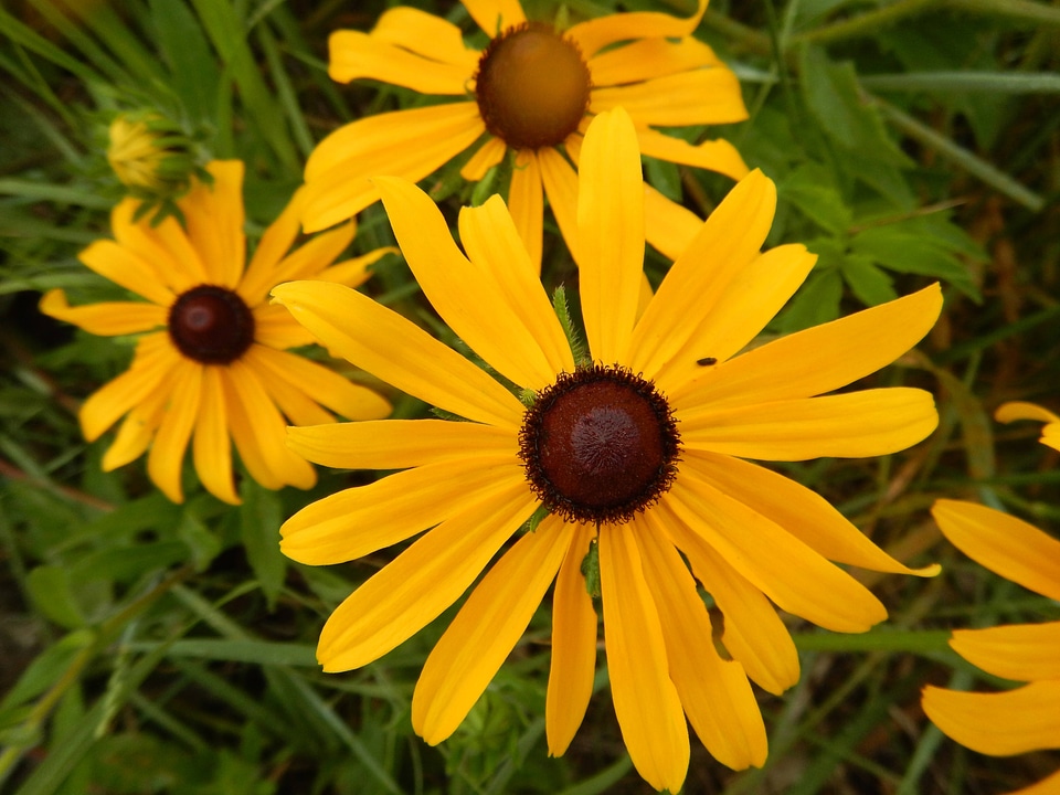 Black-eyed Susan-1