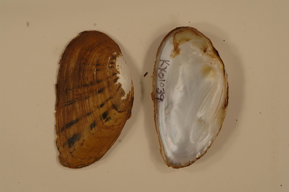 Ptychobranchus fasciolaris-2