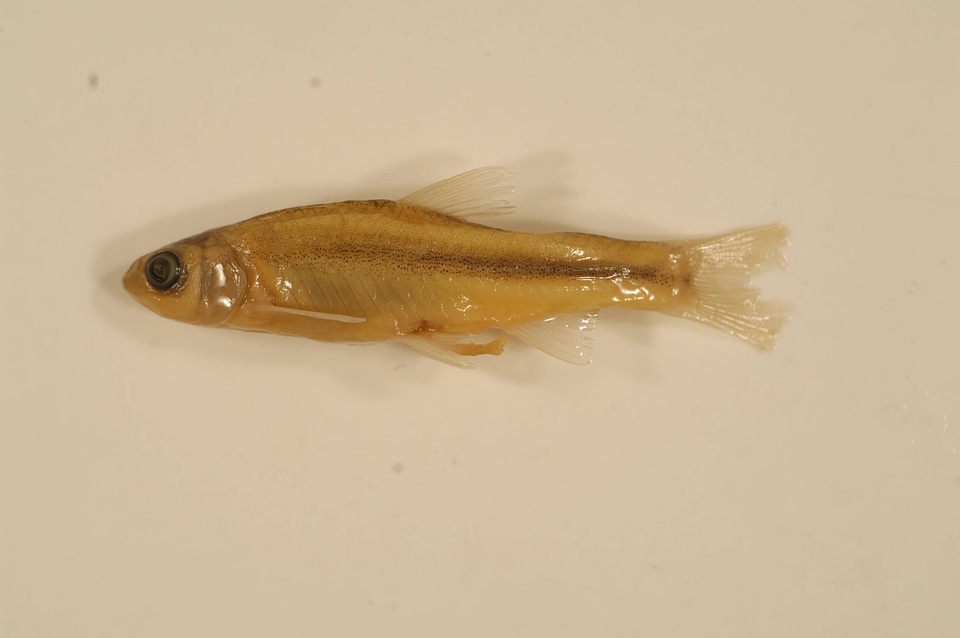 Notropis  braytoni