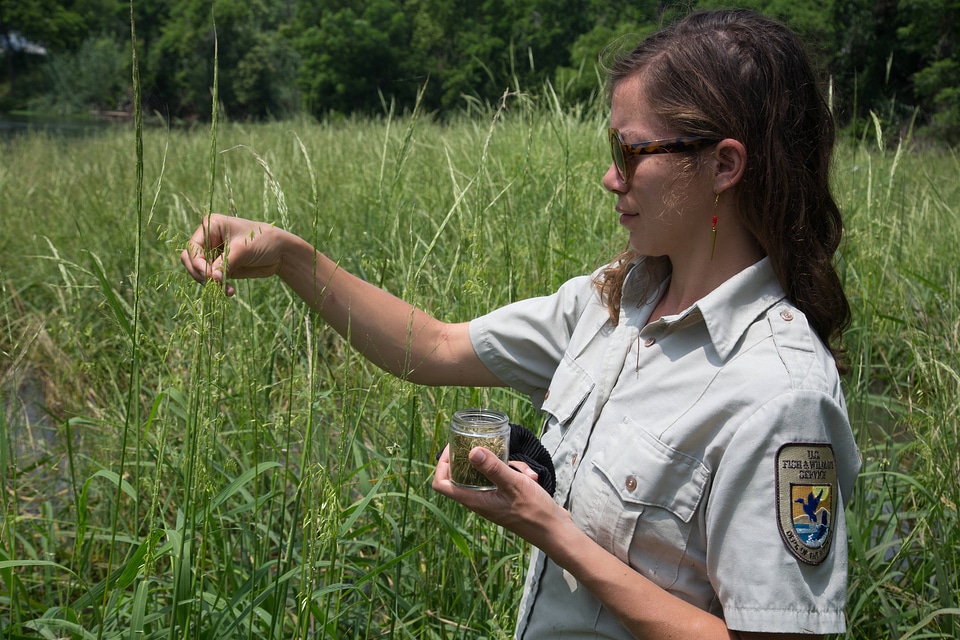 USFWS biologist collects Texas Wild Rice-2