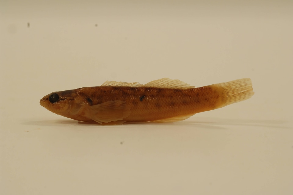 Etheostoma flabellare-2