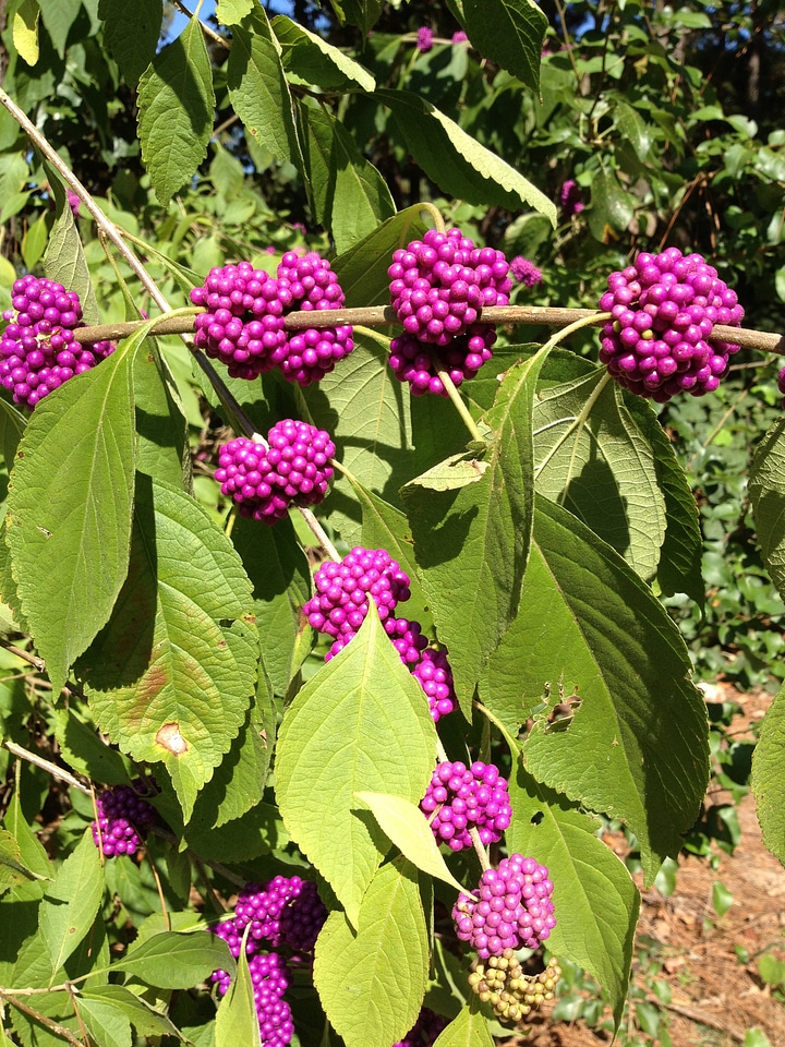 Floral plant natural