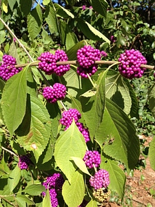 Floral plant natural