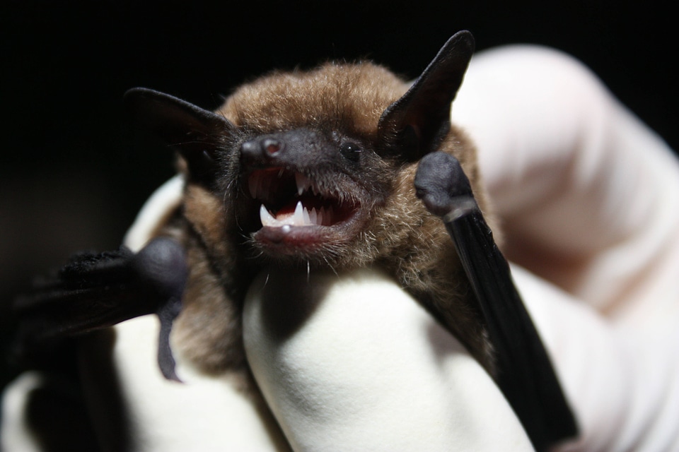 Eastern small-footed bat-1